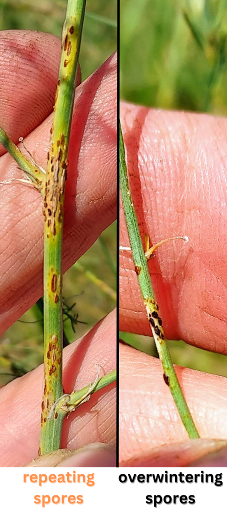 Asparagus rust on asparagus plant.